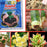 Rapid Rooting Powder (6 PACKS) - vital gadget