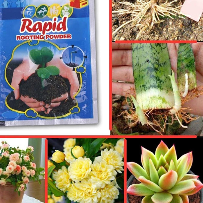 Rapid Rooting Powder (6 PACKS) - vital gadget