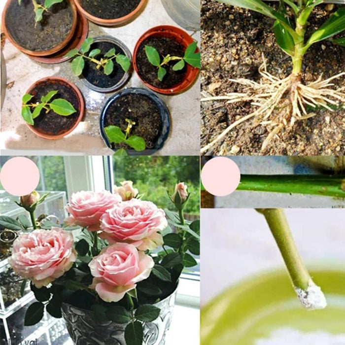 Rapid Rooting Powder (6 PACKS) - vital gadget